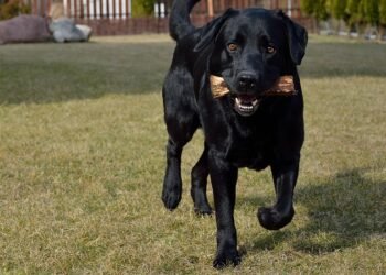 alfred hitchcock contributions to cinema
