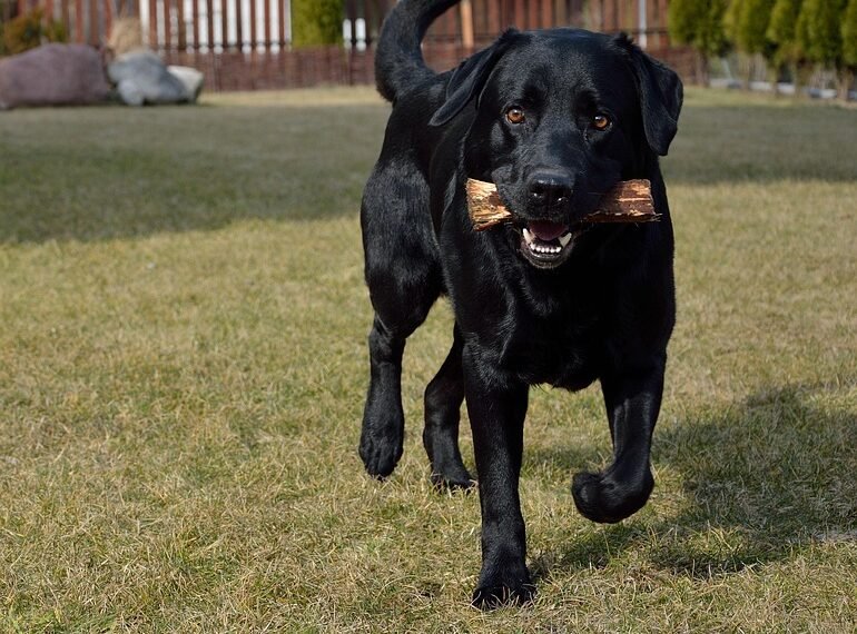 alfred hitchcock contributions to cinema