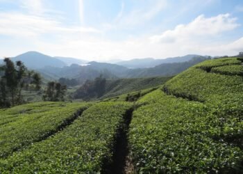 history of james cameron’s blockbuster filmmaking