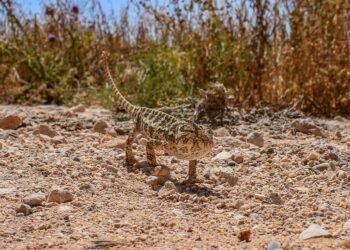 cinematic impact of true story adaptations