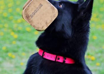 cinematic contributions of akira kurosawa