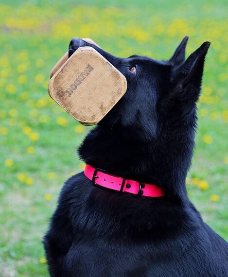 cinematic contributions of akira kurosawa