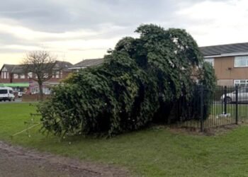 Christmas Tree Cut Down Following Lights Switch-On in Local UK Town