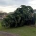 Christmas Tree Cut Down Following Lights Switch-On in Local UK Town