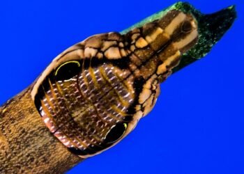 how musicals became a global genre