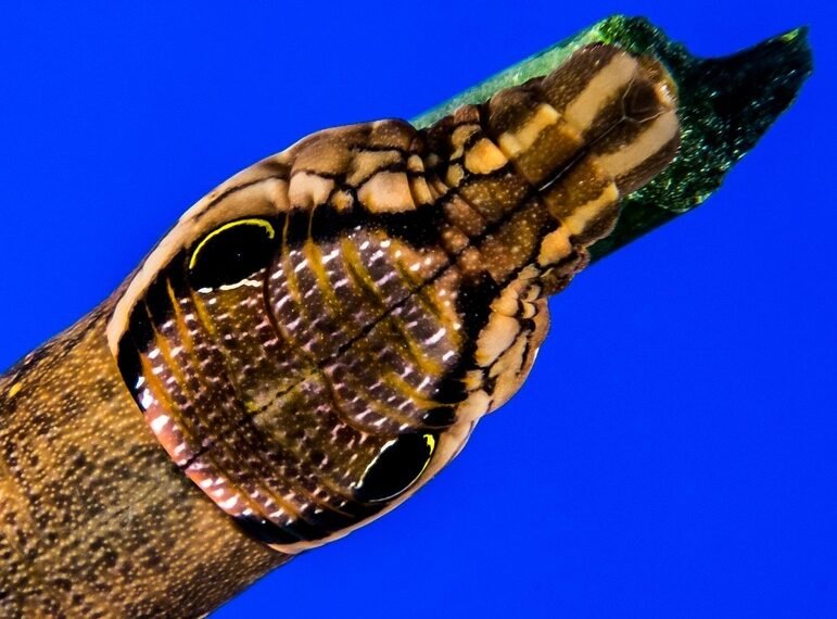 how musicals became a global genre