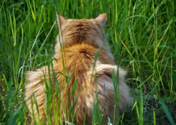 behind the scenes of practical effects in classics