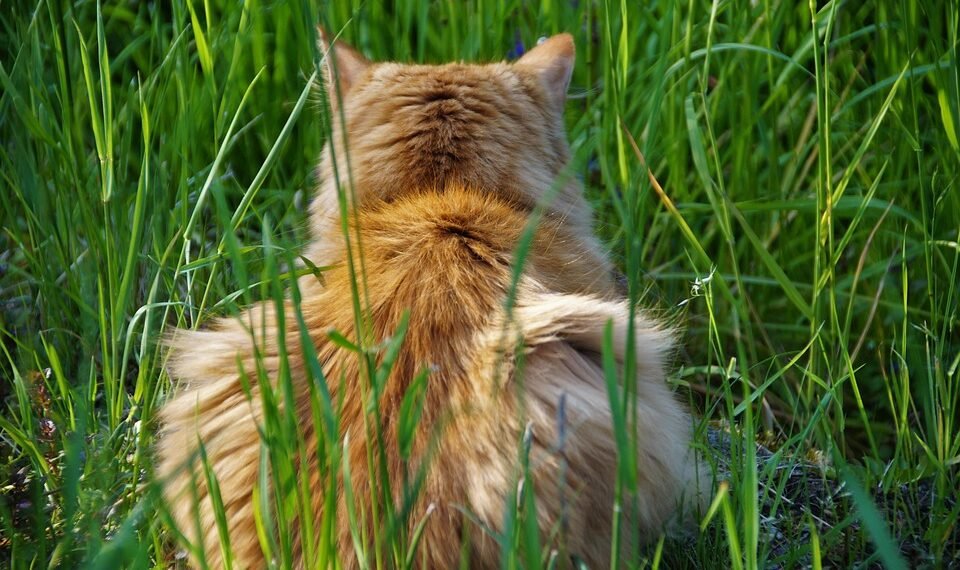 behind the scenes of practical effects in classics