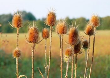 introduction to human digestive system