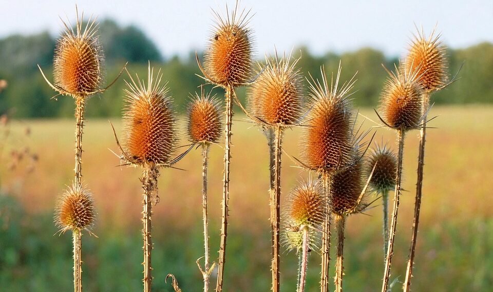 introduction to human digestive system