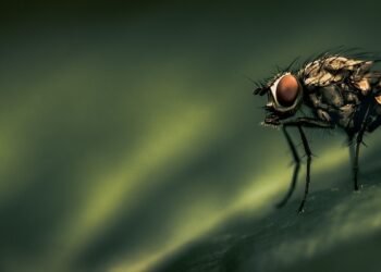 origin of film noir and stylistic elements