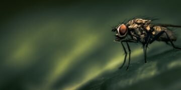 origin of film noir and stylistic elements