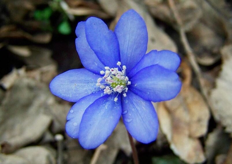 role of the liver in detoxification