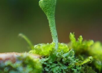 role of the liver in detoxification