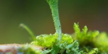role of the liver in detoxification