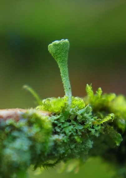 role of the liver in detoxification