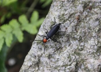 storytelling style of quentin tarantino