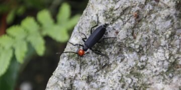 storytelling style of quentin tarantino