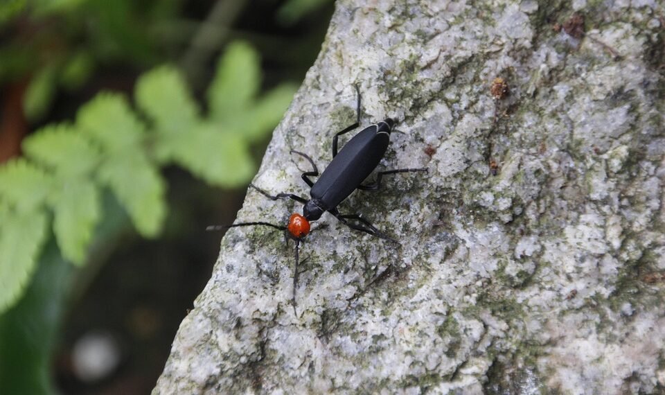 storytelling style of quentin tarantino
