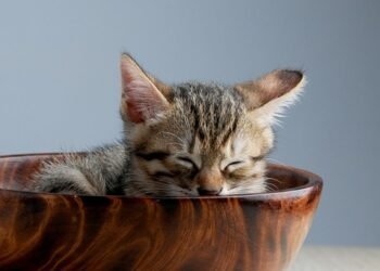 common vitamins and their roles in the body