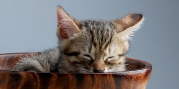 common vitamins and their roles in the body