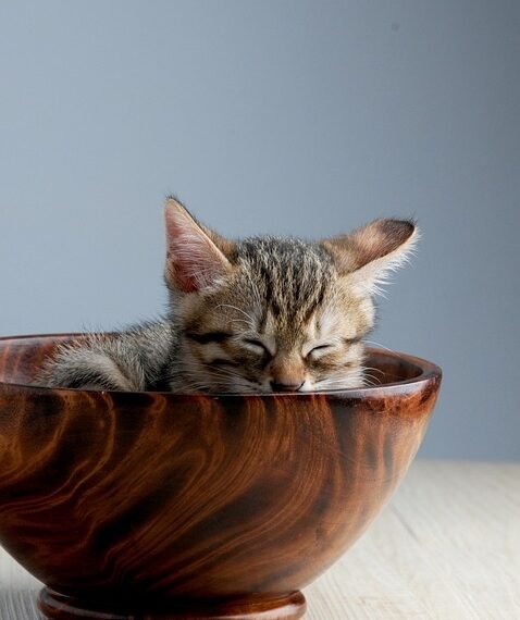 common vitamins and their roles in the body