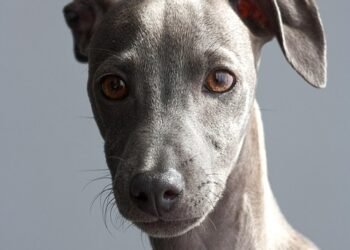 how italian westerns changed the genre