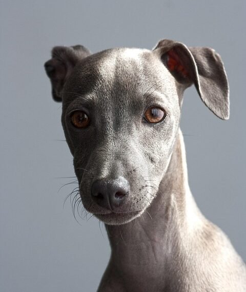 how italian westerns changed the genre