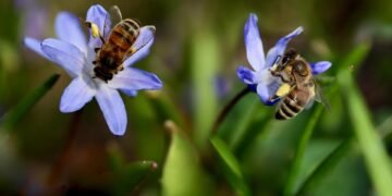 role of biodiversity in ecosystem stability