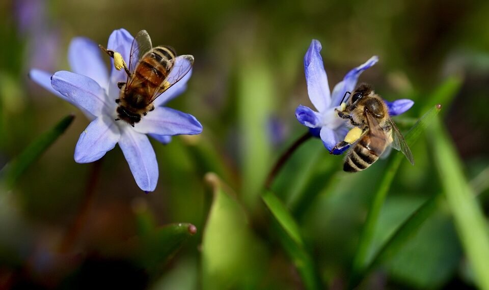 role of biodiversity in ecosystem stability