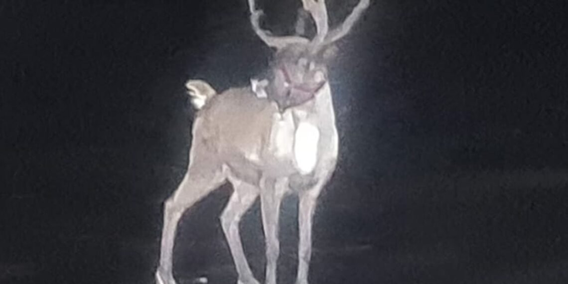 Emergency Rescue Operation Launched for Runaway Reindeer in Merseyside