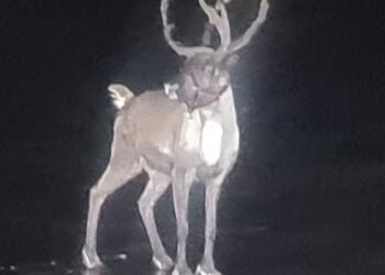 Emergency Rescue Operation Launched for Runaway Reindeer in Merseyside