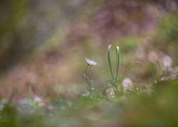 common vitamins and their roles in the body