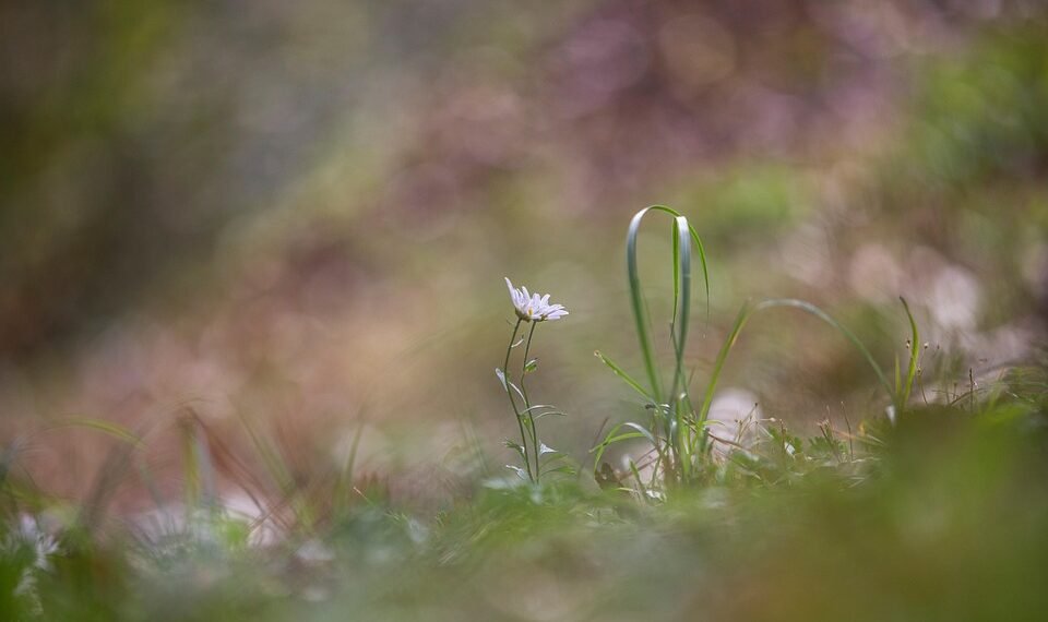 common vitamins and their roles in the body