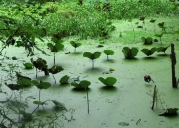 difference between viruses and bacteria