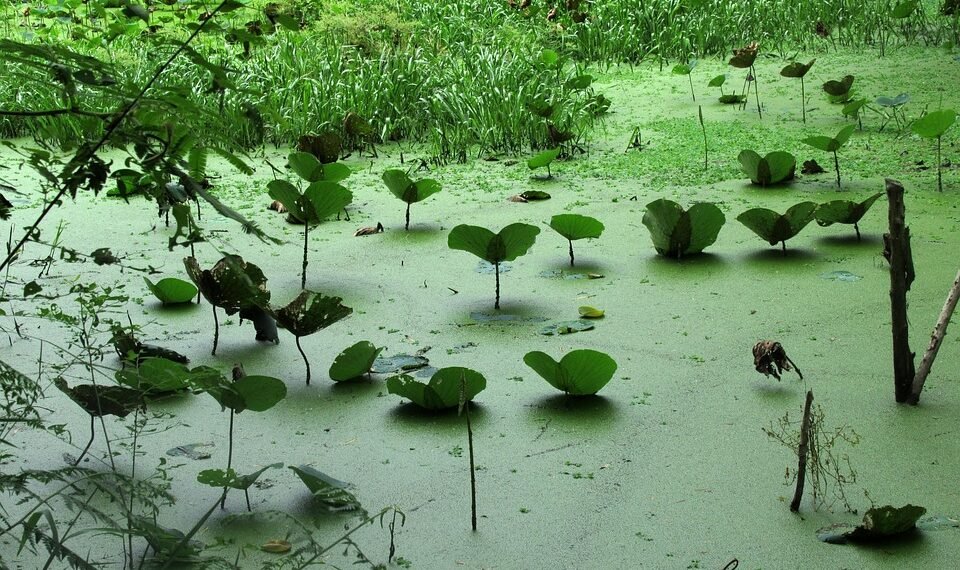 difference between viruses and bacteria