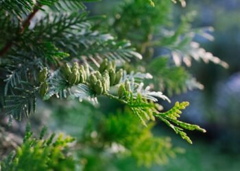 basics of human kidney function