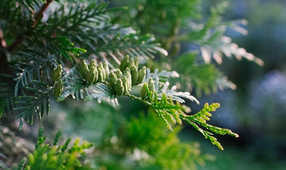 basics of human kidney function