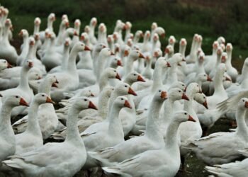 martin scorsese contribution to filmmaking