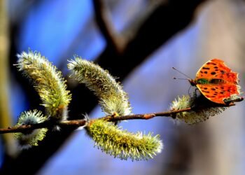 basics of human kidney function