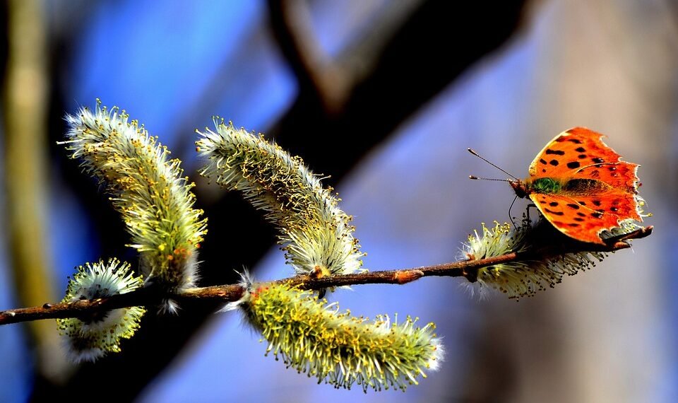 basics of human kidney function