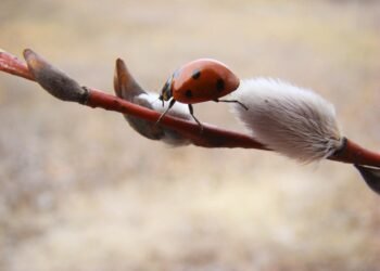 basics of human kidney function