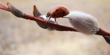 basics of human kidney function