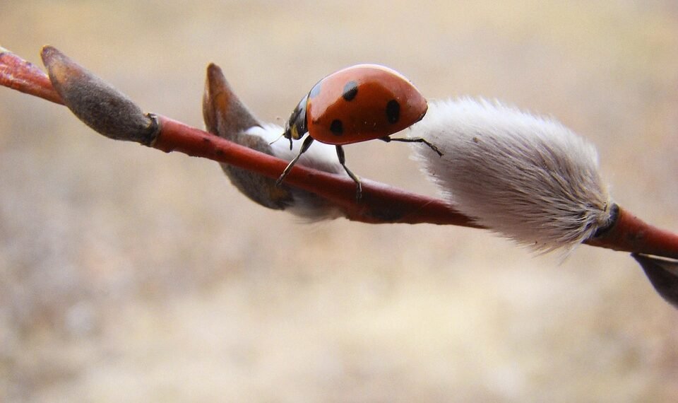 basics of human kidney function