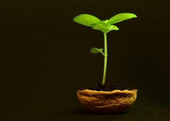 development of animation in cinema