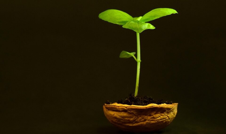 development of animation in cinema