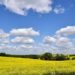 Farmers Face £800m Loss Due to Hottest Spring and Summer on Record, Study Reveals