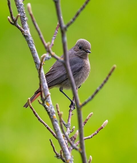 common vitamins and their roles in the body