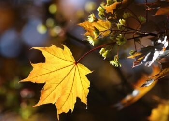 basics of human kidney function