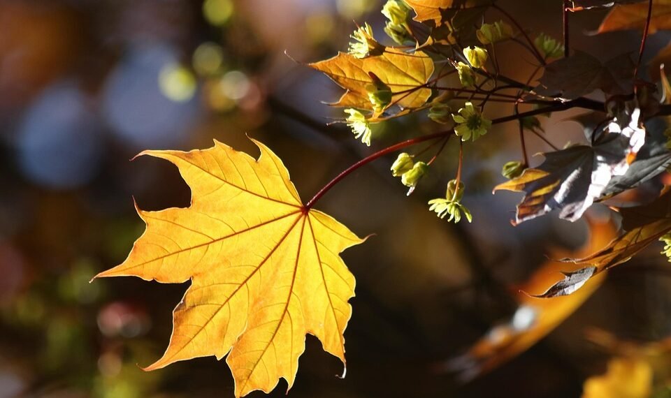 basics of human kidney function